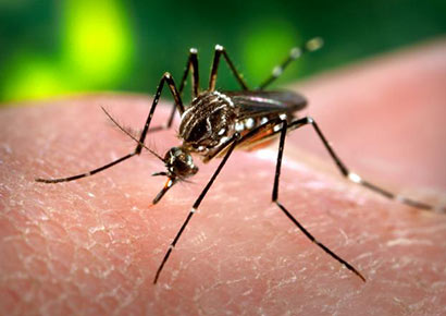 Zika-can-be-transmitted-through-gay-sex